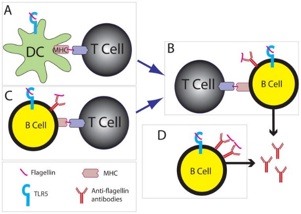 Possible mechanisms for the production of anti-flagellin antibodies.jpg